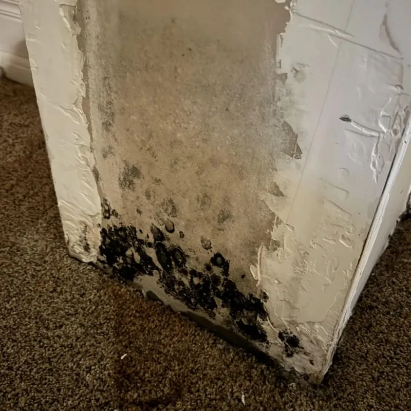 Professional Mold Removal in Youngstown, OH